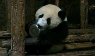 大熊猫有什么生活习性